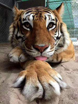  Tiger