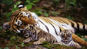 tigres
