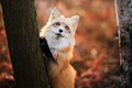 fox - animals photo