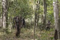 7x15 ~ Something They Need ~ Walkers - the-walking-dead photo