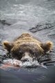 Bear - animals photo