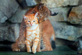 Cat and Lynx - animals photo