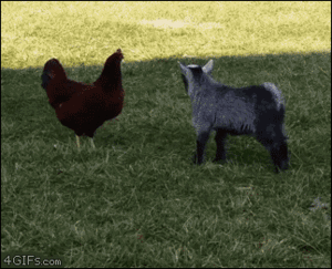  Chicken and Goat