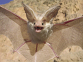 Desert Bat - animals photo