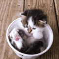 Kitten - random photo