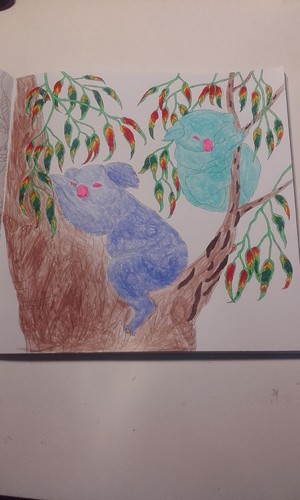 Koalas Sleeping in Gum Tree