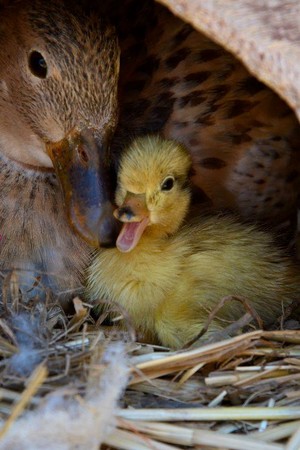 Mother And Baby Duck
