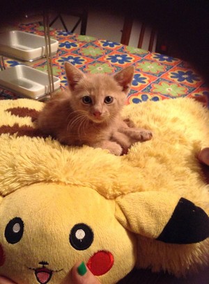  My Kitten Pikachu