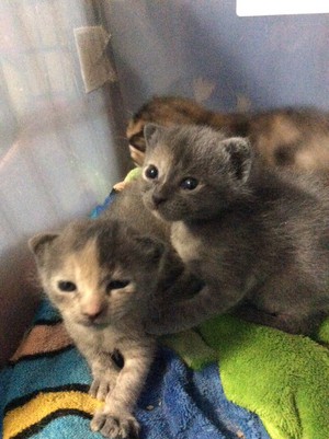  My kittens Octavia and Luna.