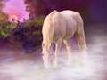 Mystical - unicorns photo