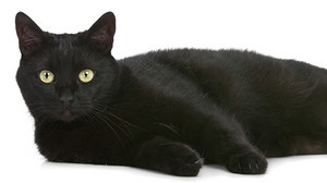  Pretty Black Cat
