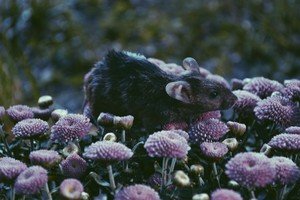Rat in the Flowers