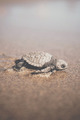 Turtle - animals photo