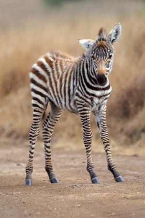 Young zèbre, zebra