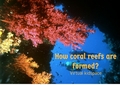 corals - random photo