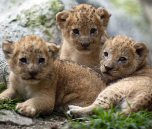  cute lion cubs