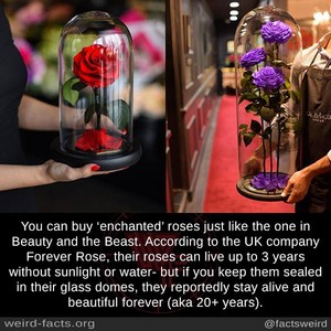enchanted rose