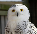 An owl that resembles Skipper - penguins-of-madagascar photo