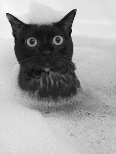 Bath Time For Kitty