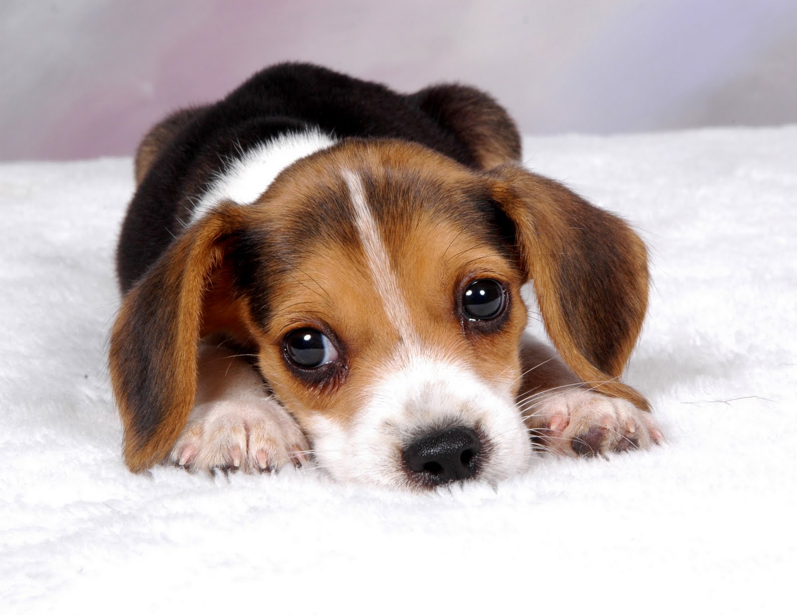 Bigle Beagle Beagles Fotografia 40457455 Fanpop