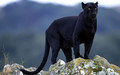 Black Panther animals 13128434 1280 800 - animals photo