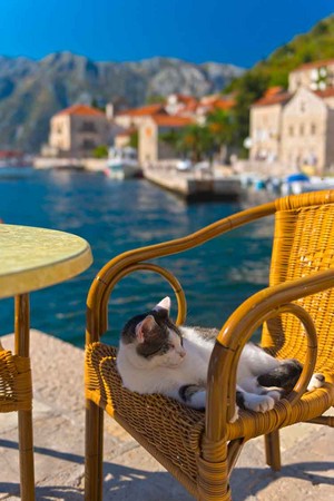 Cat On Vacation 