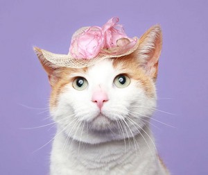 Cat Wearing A Hat
