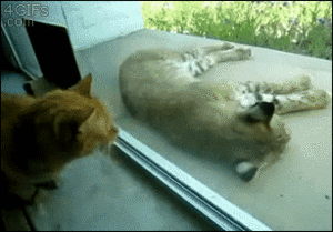  Cat and Bobcat