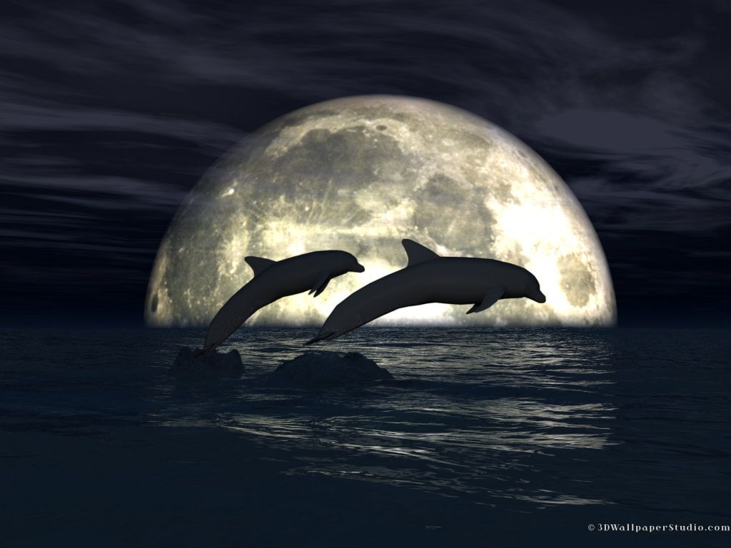 Dolphins - Dolphins Wallpaper (40475907) - Fanpop