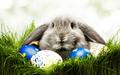 Easter Bunny N - random photo