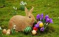Easter Bunny L - random photo