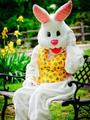 Easter Bunny E - random photo