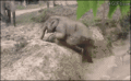 Elephants - random photo