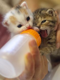 Fighting Over The Bottle
