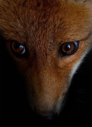 vos, fox