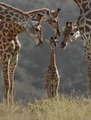 Giraffes - animals photo