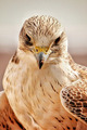 Hawk - animals photo
