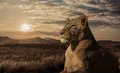 Lion - lions photo