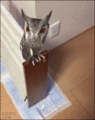 Owl - random photo