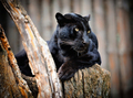Panther Spirit Animal 1 - animals photo