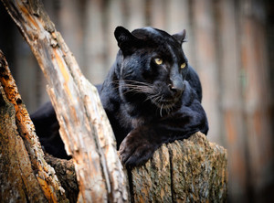Panther Spirit Animal 1