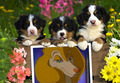 Sasha La Fleur - all-dogs-go-to-heaven photo