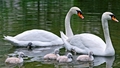 Swans - animals photo