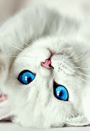  Sweet Cat Фото