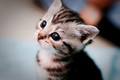 Sweet Cat Photography - photography photo