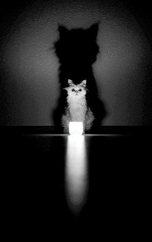  Sweet Cat फोटोग्राफी