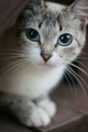 Sweet Cat Photography - photography photo