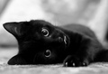 Sweet Cat photography - photography photo