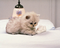 Sweet Cat photography - photography photo