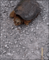 Turtle - random photo
